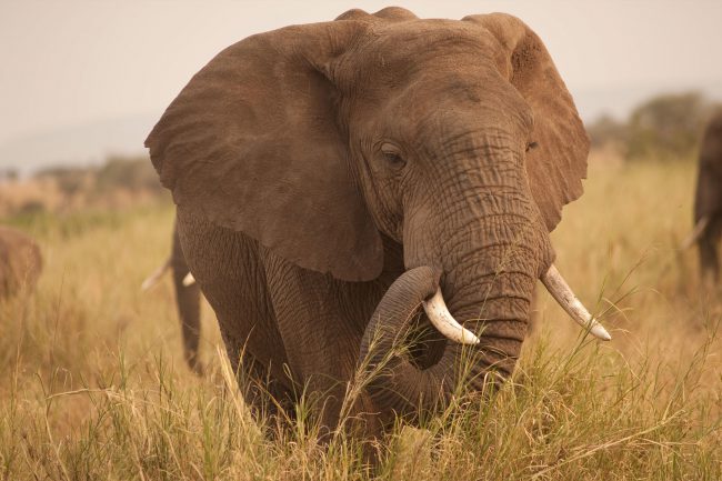 Фото - Учёные выяснили, почему слоны не болеют раком
