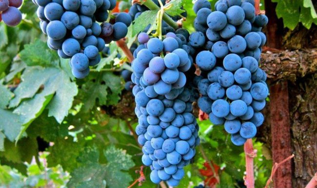Фото - Учёные выяснили, что из винограда можно создать эффективный антидепрессант